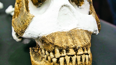 Hallan primo lejano de ‘Homo sapiens’