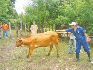 Los médicos veterinarios paralizan servicios en las fronteras