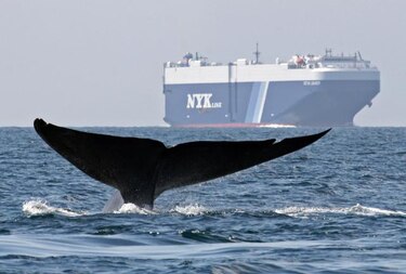 Seúl no reanudará la caza científica de ballenas por crítica internacional