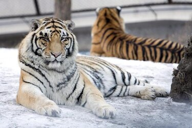 Nieve artificial garantiza subsistencia de tigres siberianos en China