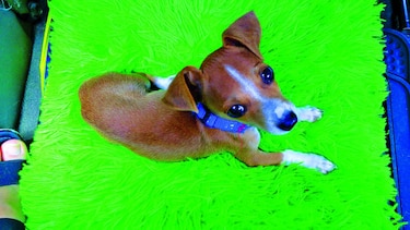Popy, lindo y protector
