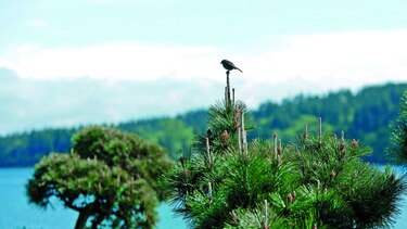Estudian aves en bosques jóvenes