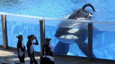 SeaWorld anuncia que dejará de criar orcas
