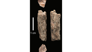 Fósil muestra hibridación de primos del ‘Homo sapiens’