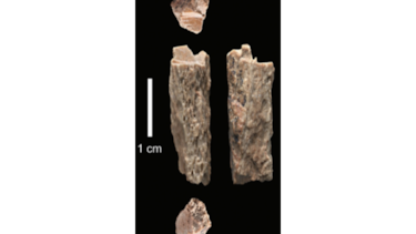 Fósil muestra hibridación de primos del ‘Homo sapiens’