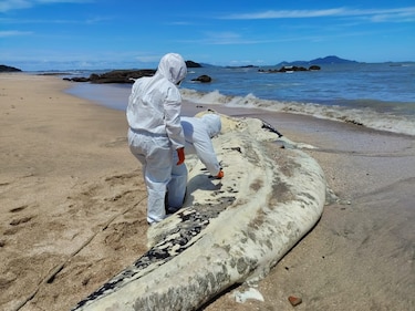 Miambiente investiga la muerte de un tiburón ballena hallado en Veracruz