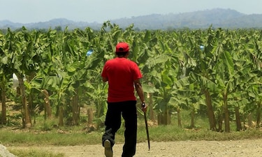 Se inicia pago a productores por alquiler de tierras en Barú