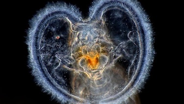 El arte de fotografiar microorganismos