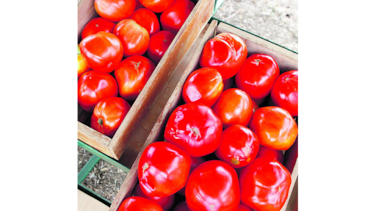Cancelan pago a productores de tomate