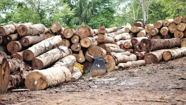 Ministerio Público investiga tala de árboles en Darién