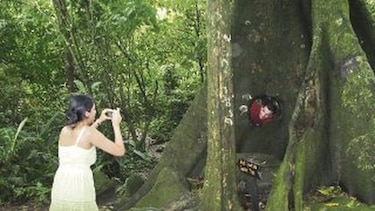 El atractivo de los árboles cuadrados