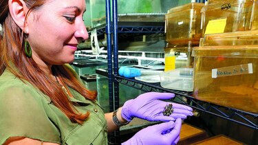 La ciencia brinda esperanza de vida a la rana dorada