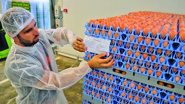 Huevos contaminados afectan a 17 países