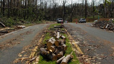 Ecosistema de Puerto Rico demorará 10 años en recuperarse del huracán María