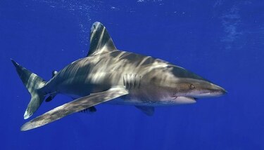 Estados Unidos sopesa tomar al tiburón blanco como especie amenazada