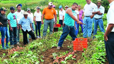 Evalúan rendimiento del camote en Azuero