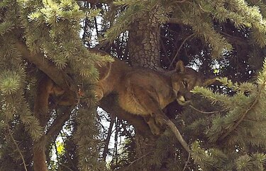 Rescatan un puma que permaneció  horas sobre un árbol en la capital chilena