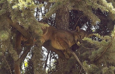 Rescatan un puma que permaneció horas sobre un árbol en la capital chilena