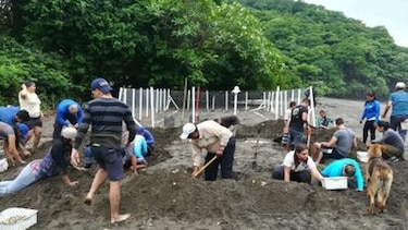 Construyen vivero para la conservación de unas 10 mil tortugas en la costa de Azuero