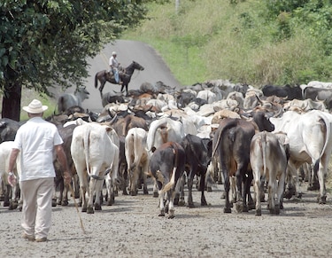 Ganaderos desafían presión tica: ‘No entrará ni carne ni leche por acuerdos políticos’