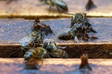 UE impone límites en uso de insecticidas para proteger a las abejas