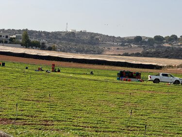 Ngäbes en Israel