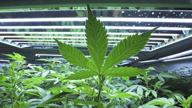 Legalizar la marihuana puede aumentar su consumo, según estudio