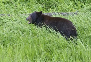 Sacrifican a oso que comió restos de un homicida en Canadá