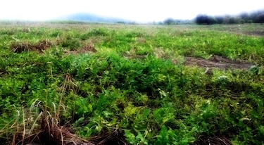 Plagas destruyen 141 hectáreas de cultivos de 58 productores en Isla de Cañas