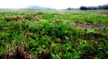 Plagas destruyen 141 hectáreas de cultivos de 58 productores en Isla de Cañas