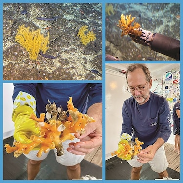Una expedición a las profundidades del mar