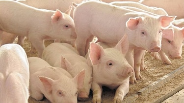 Comercio de carne de cerdo atraviesa turbulencia mundial