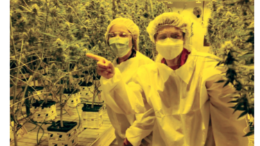 Cannabis medicinal, negocio de miles de millones de dólares