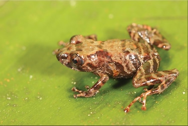  Hallan una nueva variedad de rana en Perú