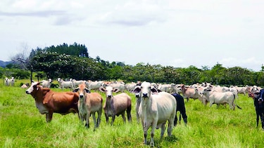 Detectan rabia bovina en el oriente chiricano