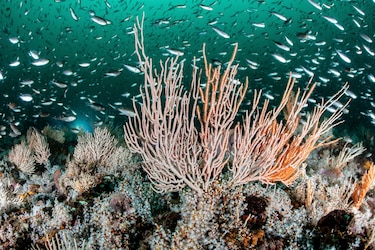 Colombia anuncia en la Cumbre del Océano la creación de nueva reserva marina en el Caribe
