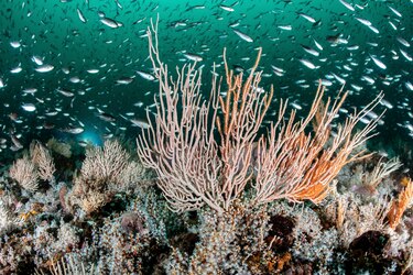Colombia anuncia en la Cumbre del Océano la creación de nueva reserva marina en el Caribe