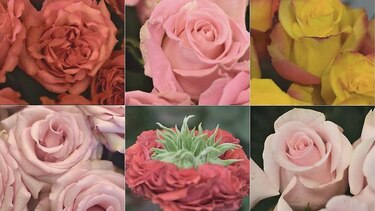 Sobre la semana de la moda para las rosas de Ecuador