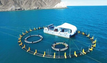Expertos y delfines van por vaquitas marinas restantes en México