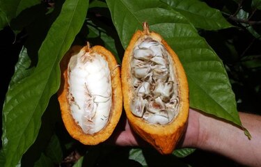 Cultivo de cacao ayuda a desplazar a la droga en Latinoamérica