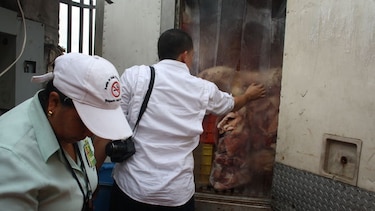 Multan a propietario de local que vendía carne de cerdo sin permisos