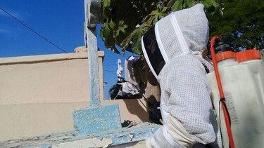 Bomberos herreranos atienden en promedio 40 reportes por casos de abejas africanizadas