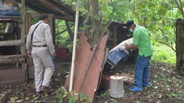 Aumenta población de roedores en Tonosí