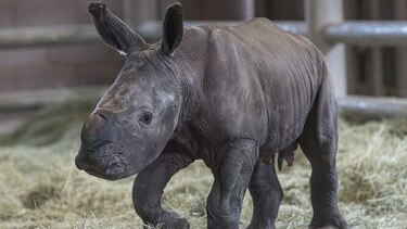Rinoceronte blanco nacido en zoológico de Estados Unidos podría ayudar a salvar subespecie