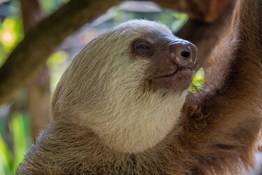 Todo sobre los perezosos en Panamá: especies, curiosidades y amenazas