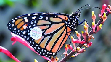 Mariposas están atrasadas en su migración