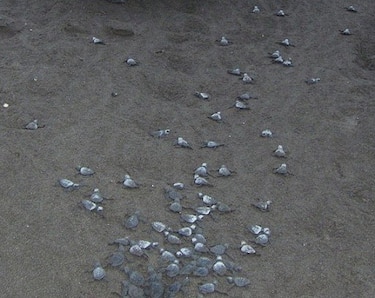 Nacen cerca de 100 mil tortugas en 24 meses en Isla Cañas 