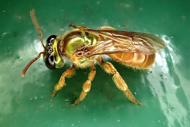 Abejas revelan una clave sobre el origen de la vida en sociedad
