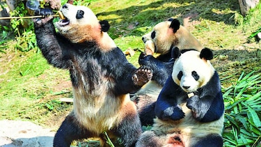 El parque de pandas