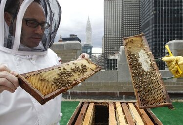 Un ácaro propaga un virus letal para las abejas de la miel